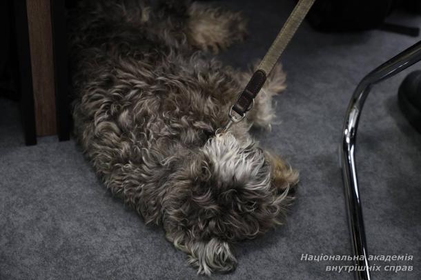 У НАВС відбувся тренінг з безбар’єрності та інклюзивної комунікації для представників системи МВС У НАВС відбувся тренінг з безбар’єрності та інклюзивної комунікації для представників системи МВС